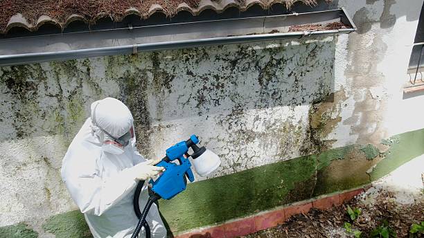 Top rated local Basement Mold Removal specialists in Three Springs, PA